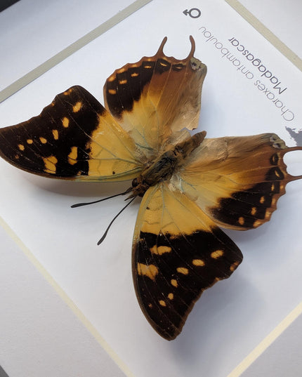 Framed Madagascar Forest Charaxes Butterfly Taxidermy, 6" x 6"