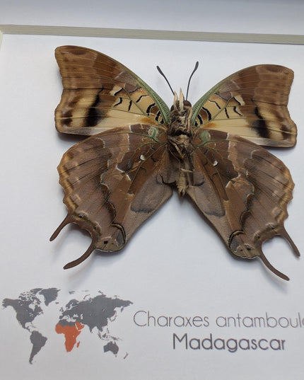 Framed Madagascar Forest Charaxes Butterfly Taxidermy Display (6x6)