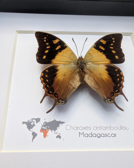 Framed Madagascar Forest Charaxes Butterfly Taxidermy, 6" x 6"
