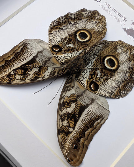 Framed Taxidermy Giant Owl Butterfly, Caligo Superbus, 8x8