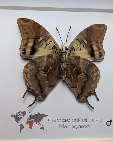 Framed Madagascar Forest Charaxes Butterfly Taxidermy Display (6x6)