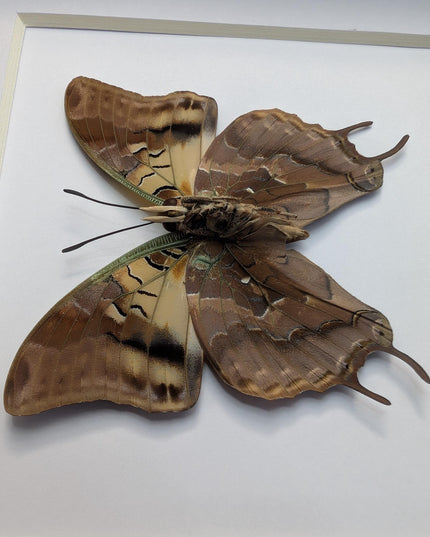 Framed Madagascar Forest Charaxes Butterfly Taxidermy Display (6x6)