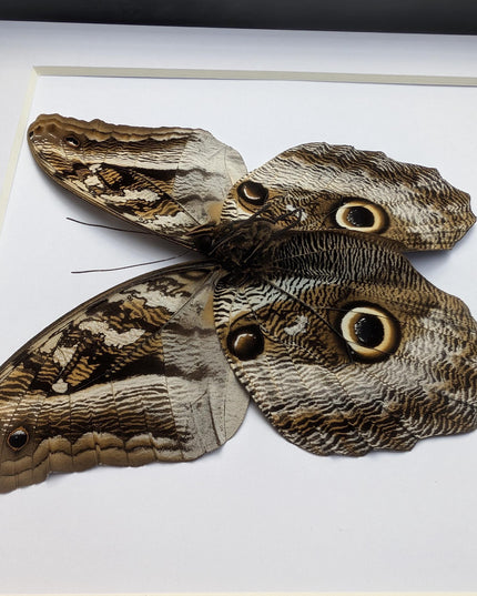 Framed Taxidermy Giant Owl Butterfly, Caligo Superbus, 8x8