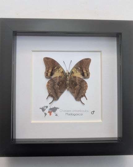 Framed Madagascar Forest Charaxes Butterfly Taxidermy Display (6x6)