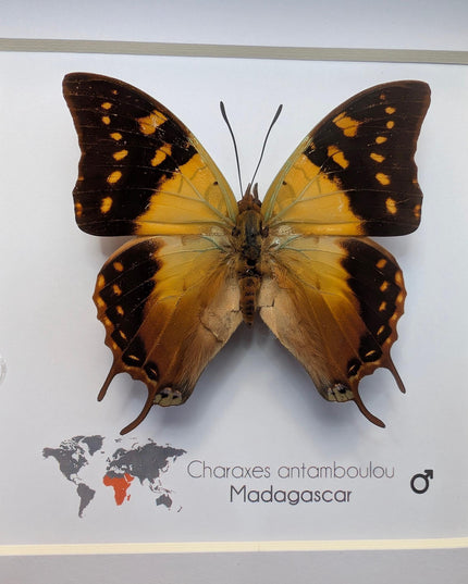 Framed Madagascar Forest Charaxes Butterfly Taxidermy, 6" x 6"