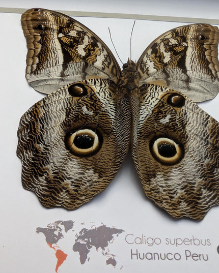 Framed Taxidermy Giant Owl Butterfly, Caligo Superbus, 8x8