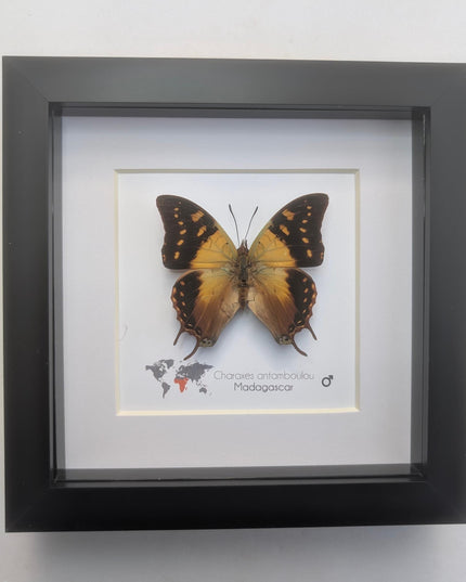 Framed Madagascar Forest Charaxes Butterfly Taxidermy, 6" x 6"