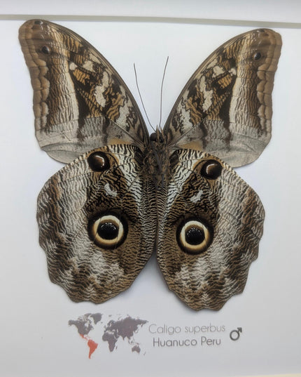 Framed Taxidermy Giant Owl Butterfly, Caligo Superbus, 8x8