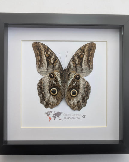 Framed Taxidermy Giant Owl Butterfly, Caligo Superbus, 8x8