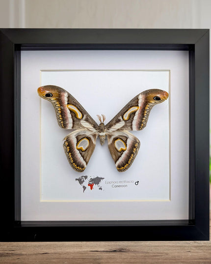 Framed african moth taxidermy: epiphora rectifascia entomology wall art