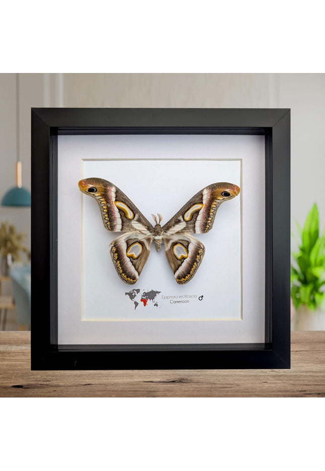 Framed african moth taxidermy: epiphora rectifascia entomology wall art