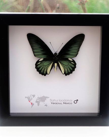 Framed emerald green butterfly: battus laodamas, mexico - 6"x6"