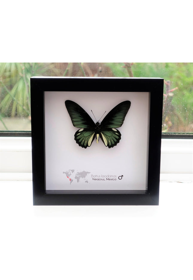 Framed emerald green butterfly: battus laodamas, mexico - 6"x6"