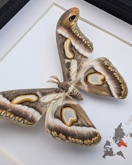 Framed african moth taxidermy: epiphora rectifascia entomology wall art