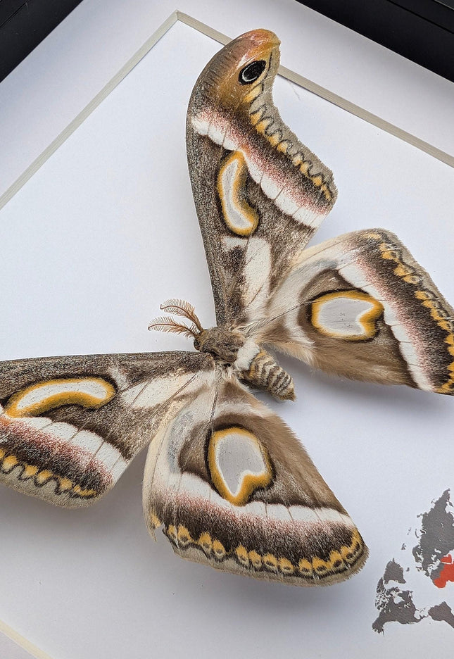 Framed african moth taxidermy: epiphora rectifascia entomology wall art
