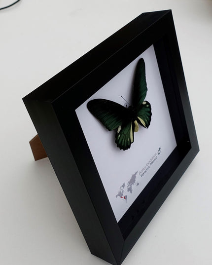 Framed emerald green butterfly: battus laodamas, mexico - 6"x6"