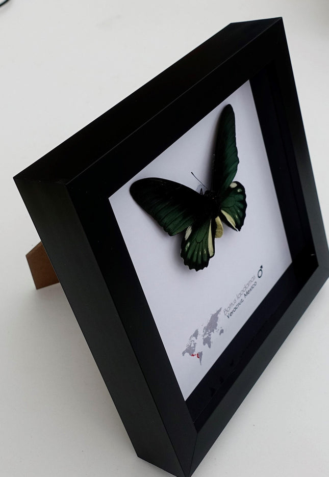 Framed emerald green butterfly: battus laodamas, mexico - 6"x6"