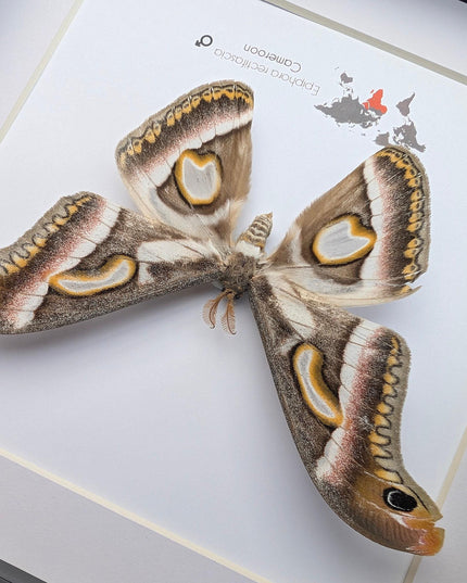 Framed african moth taxidermy: epiphora rectifascia entomology wall art