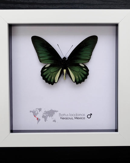 Framed emerald green butterfly: battus laodamas, mexico - 6"x6"