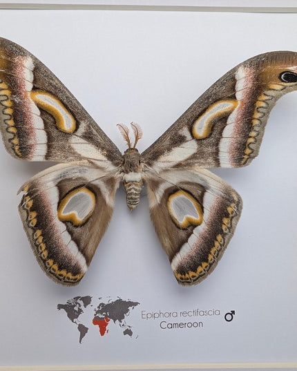 Framed african moth taxidermy: epiphora rectifascia entomology wall art