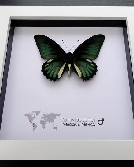 Framed emerald green butterfly: battus laodamas, mexico - 6"x6"