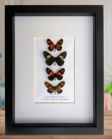 Framed tiger longwings butterfly set: entomology display (8x10)