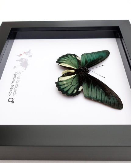 Framed emerald green butterfly: battus laodamas, mexico - 6"x6"