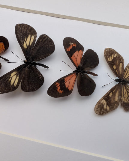 Framed tiger longwings butterfly set: entomology display (8x10)