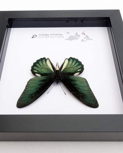 Framed emerald green butterfly: battus laodamas, mexico - 6"x6"