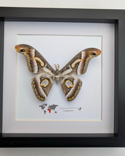 Framed african moth taxidermy: epiphora rectifascia entomology wall art