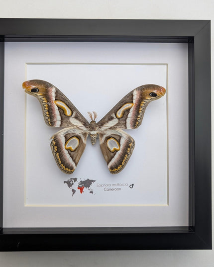Framed african moth taxidermy: epiphora rectifascia entomology wall art