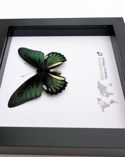 Framed emerald green butterfly: battus laodamas, mexico - 6"x6"
