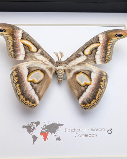 Framed african moth taxidermy: epiphora rectifascia entomology wall art