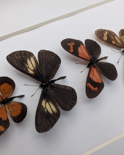 Framed tiger longwings butterfly set: entomology display (8x10)