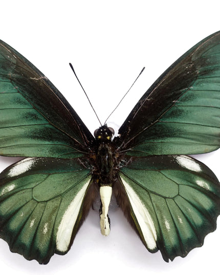 Framed emerald green butterfly: battus laodamas, mexico - 6"x6"