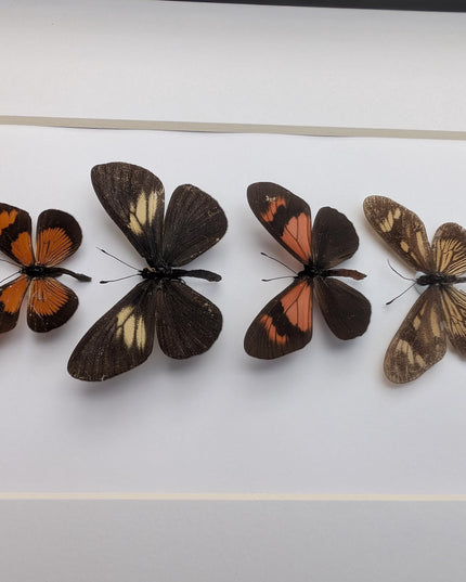Framed tiger longwings butterfly set: entomology display (8x10)