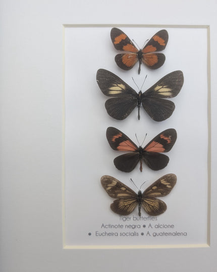 Framed tiger longwings butterfly set: entomology display (8x10)