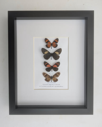 Framed tiger longwings butterfly set: entomology display (8x10)