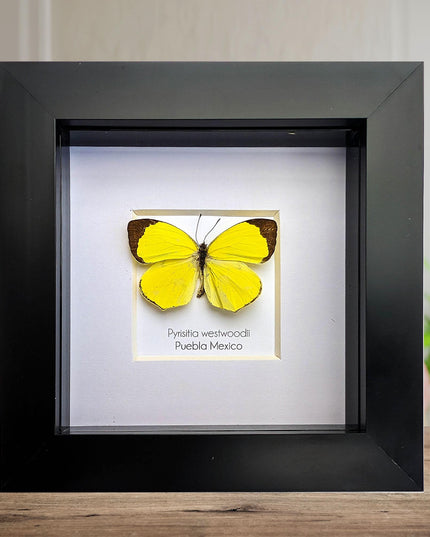 Framed pyrisitia westwoodii butterfly: ethically sourced entomology wall art