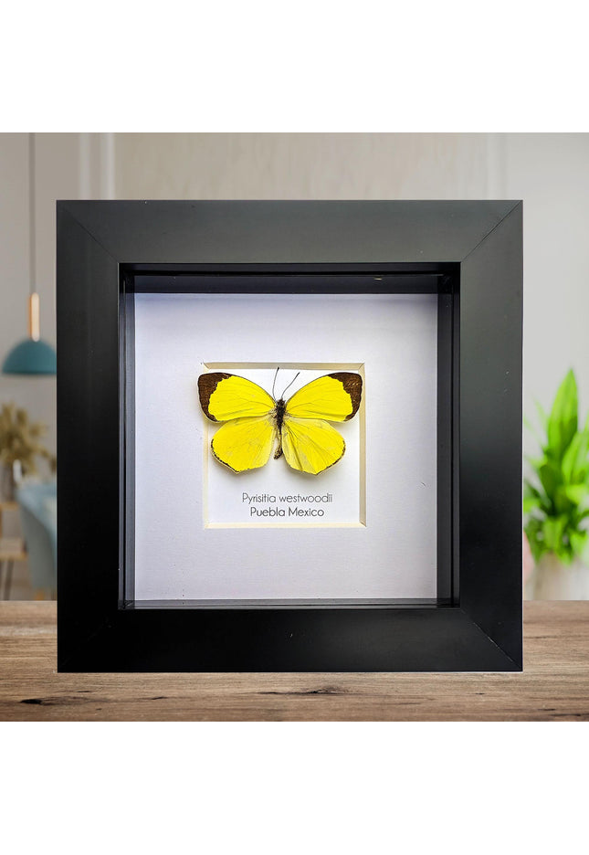 Framed pyrisitia westwoodii butterfly: ethically sourced entomology wall art