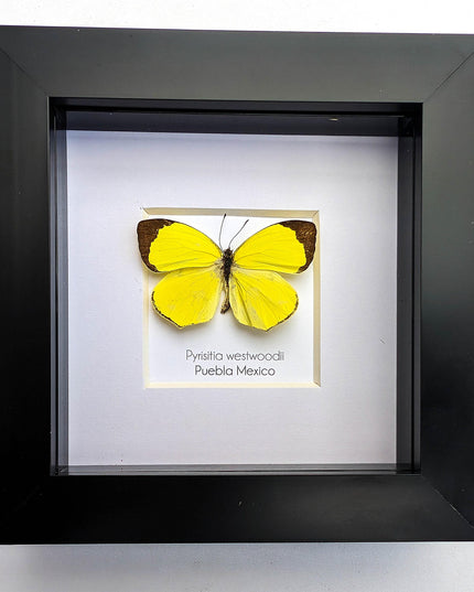 Framed pyrisitia westwoodii butterfly: ethically sourced entomology wall art