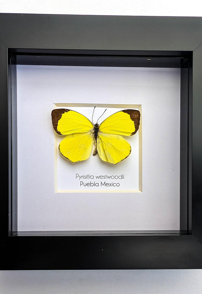Framed pyrisitia westwoodii butterfly: ethically sourced entomology wall art