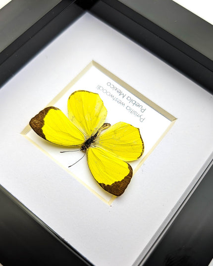 Framed pyrisitia westwoodii butterfly: ethically sourced entomology wall art