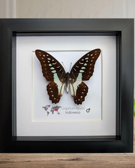 Framed meyer's swallowtail butterfly: ethically sourced entomology wall art