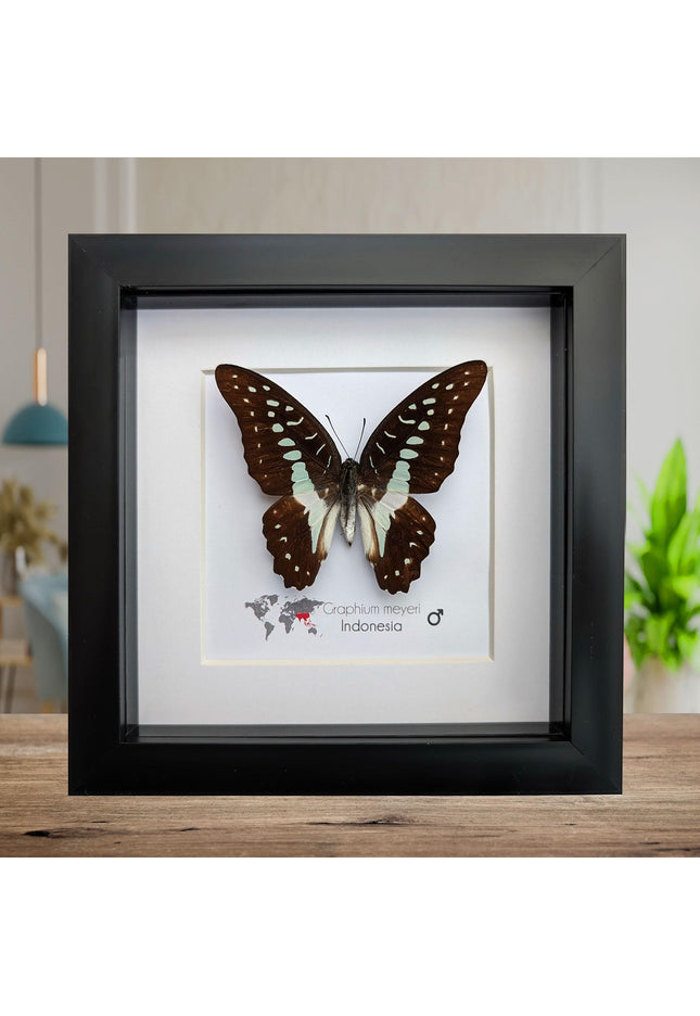 Framed meyer's swallowtail butterfly: ethically sourced entomology wall art