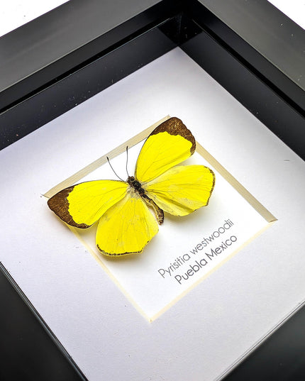 Framed pyrisitia westwoodii butterfly: ethically sourced entomology wall art