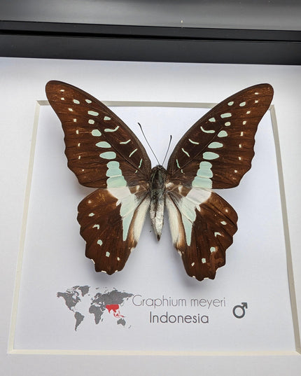 Framed meyer's swallowtail butterfly: ethically sourced entomology wall art