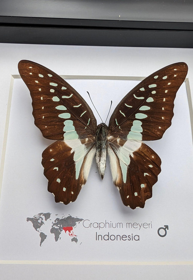 Framed meyer's swallowtail butterfly: ethically sourced entomology wall art