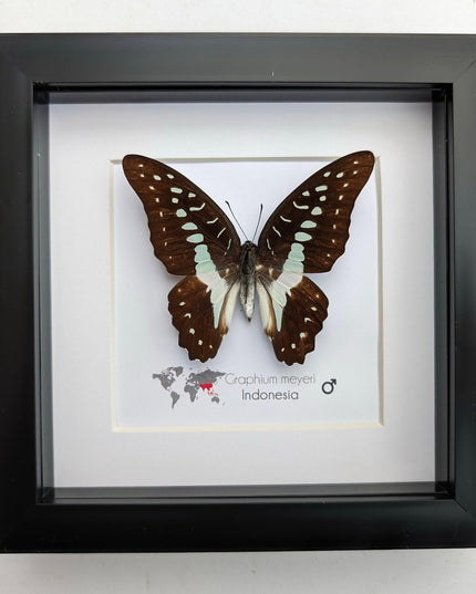 Framed meyer's swallowtail butterfly: ethically sourced entomology wall art