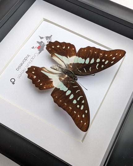 Framed meyer's swallowtail butterfly: ethically sourced entomology wall art